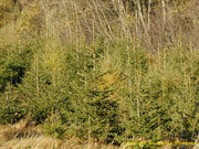 Wald