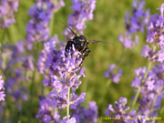 Lavendel 1