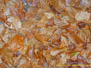 Blätter im Herbst