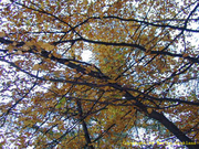 Laubbaum im Herbst